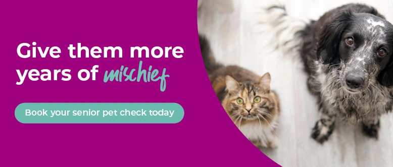 Ledbury Vets | Vets Near Me | Leadon Vale Veterinary Centre