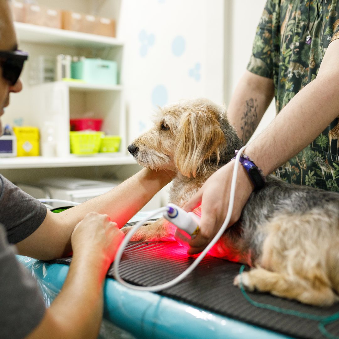 Laser Therapy for Dogs