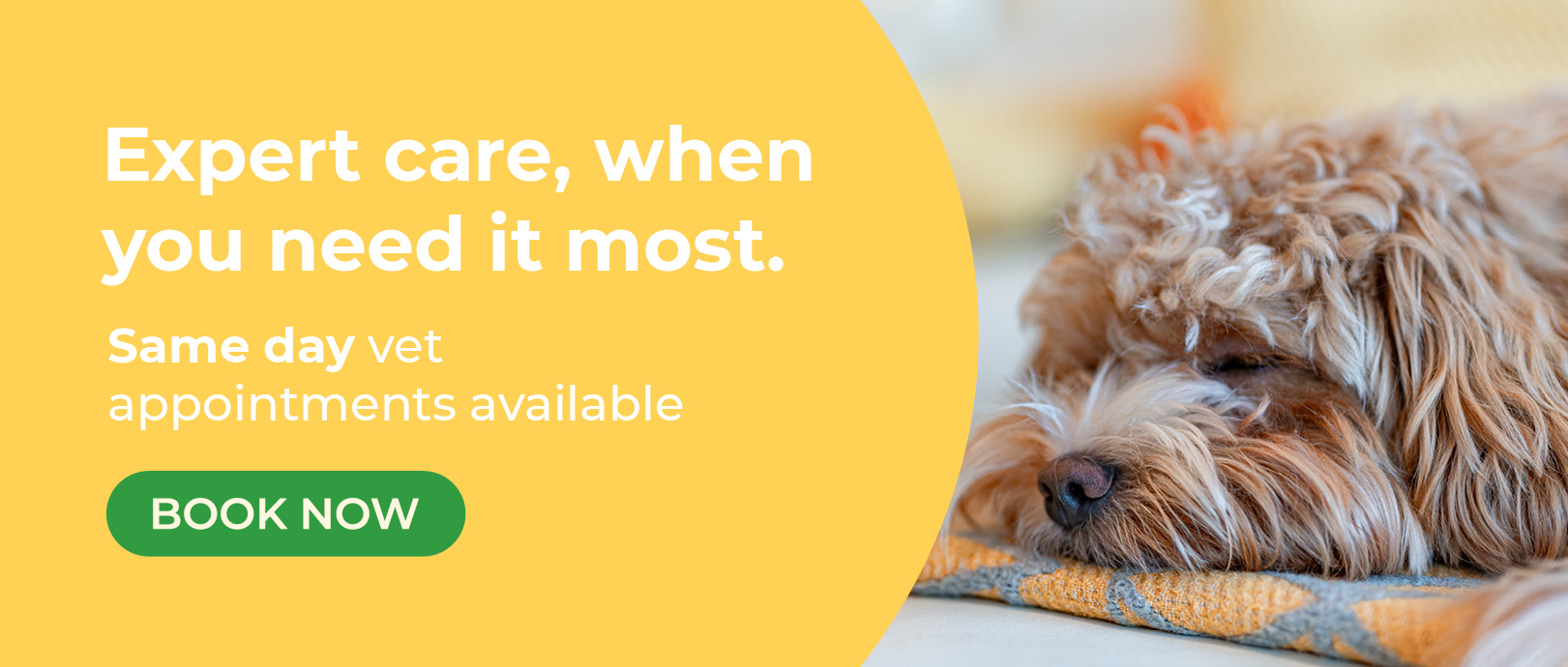 Pet Help Advice | Dogs | Leadon Vale Vets